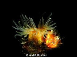 Corail jaune solitaire shooté aux Iles Medes by André Bruchez 